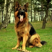 Kusy