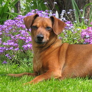 Tino