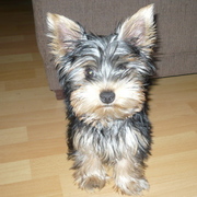 Spike