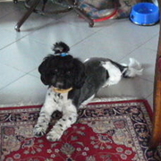 Toffi