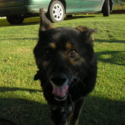 Dingo
