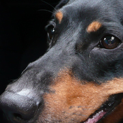 Junior