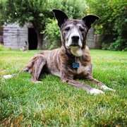 Gufi