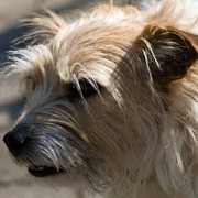 Roxi