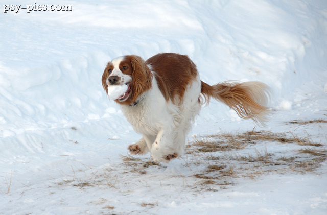 Springer spaniel walijski