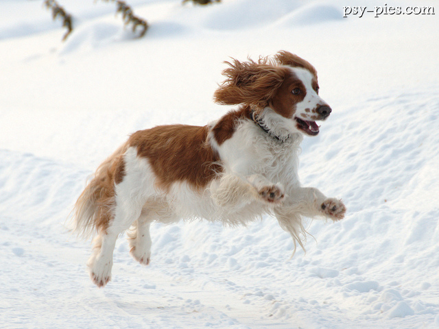 Springer spaniel walijski