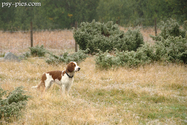 Springer spaniel walijski