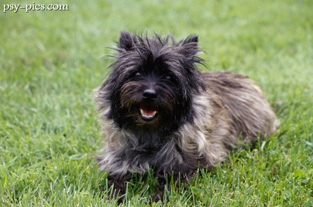 Cairn Terrier