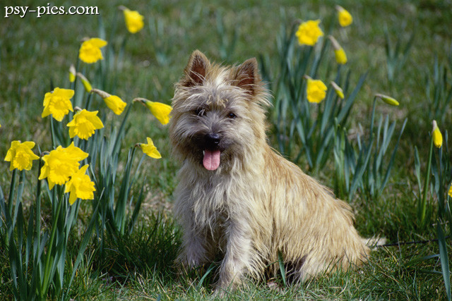 Cairn Terrier
