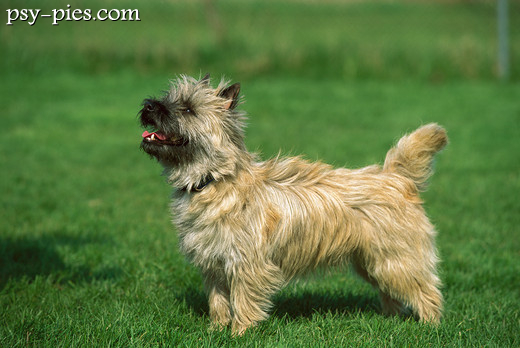 Cairn Terrier