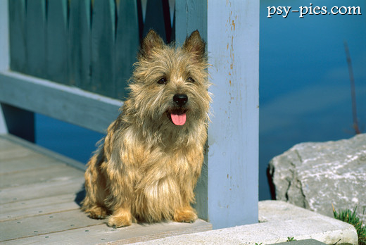 Cairn Terrier