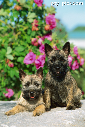 Cairn Terrier