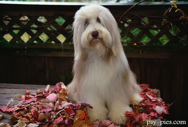 Bearded collie
