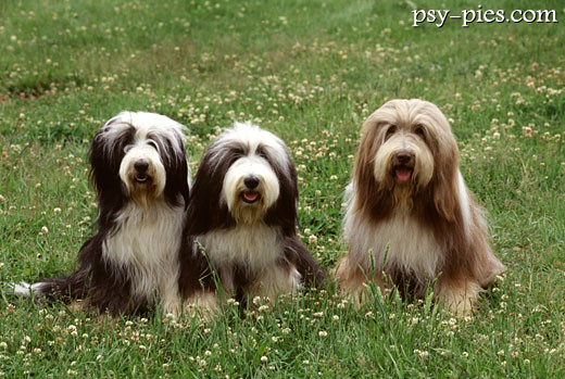 Bearded collie