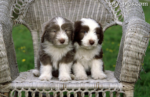 Szczenięta Bearded collie