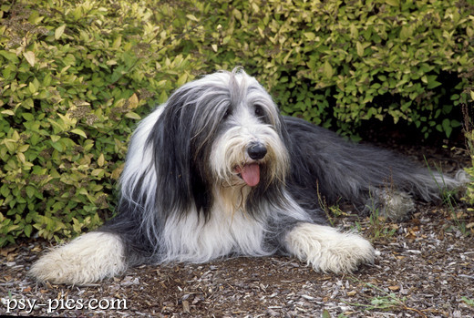 Bearded collie