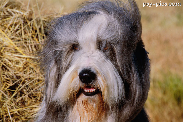 Bearded collie