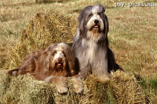 Bearded collie