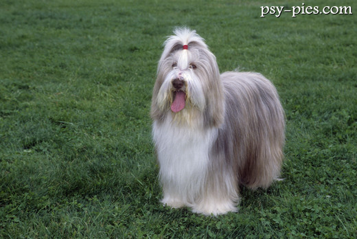 Bearded collie