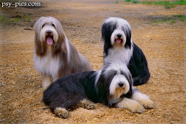 Bearded collie