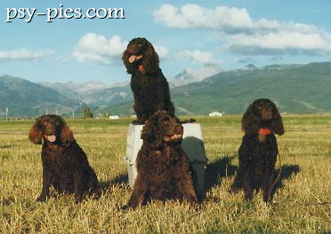 Amerykański spaniel dowodny