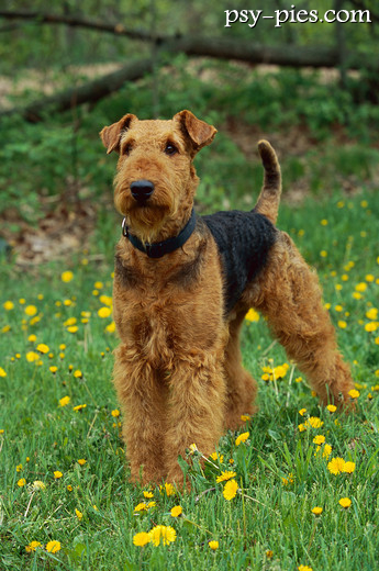 Airedale terrier