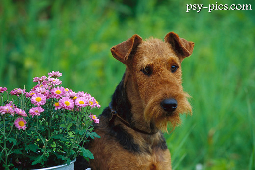 Airedale terrier