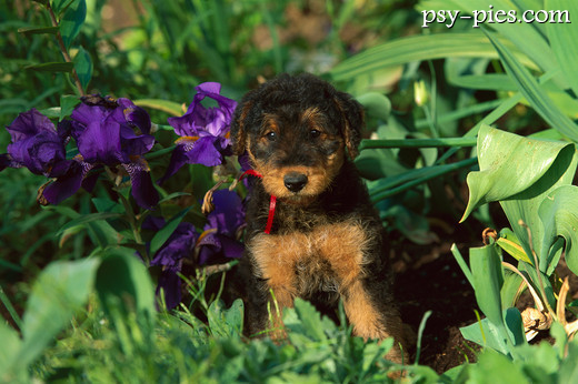 Szczeniak Airedale terrier