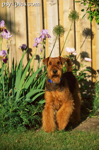 Airedale terrier