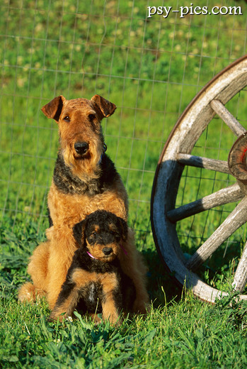 Airedale terrier