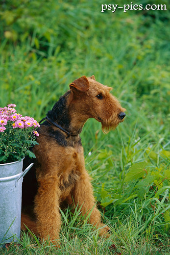 Airedale terrier