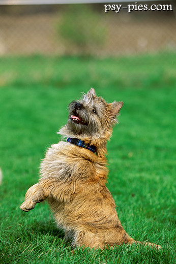 Cain terrier