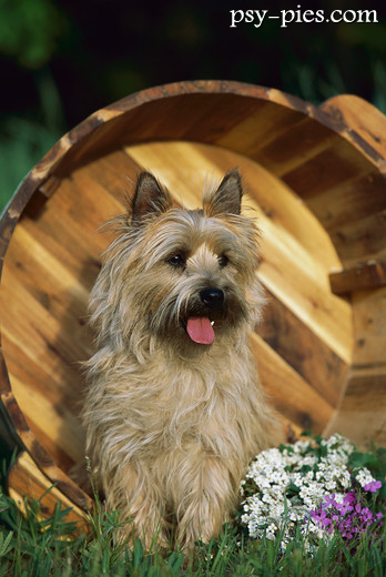 Cairn terrier
