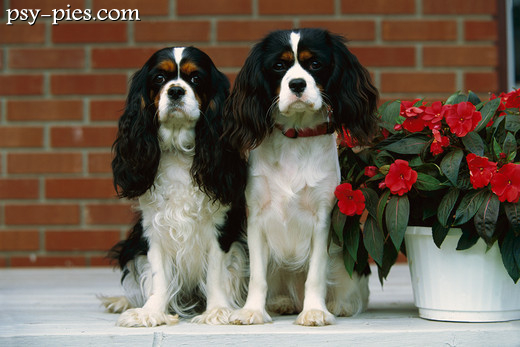 Cavalier king Charles spaniel