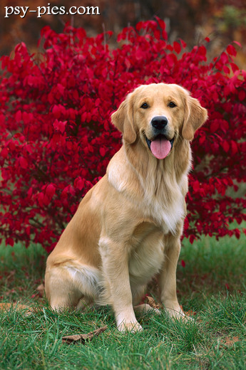 Golden retriever