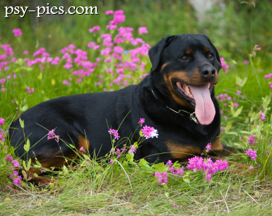 Rottweiler