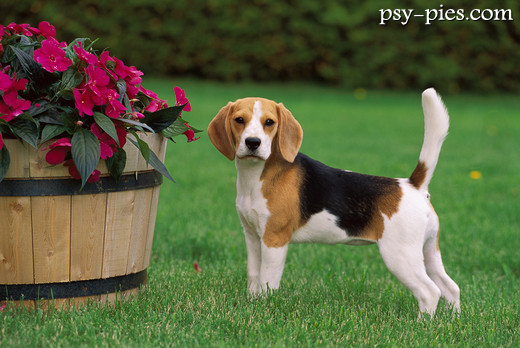 Beagle