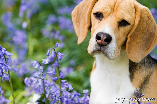 Beagle