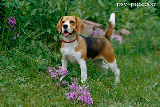 Beagle