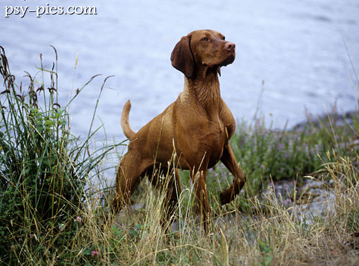 Vizsla siedząca posłusznie