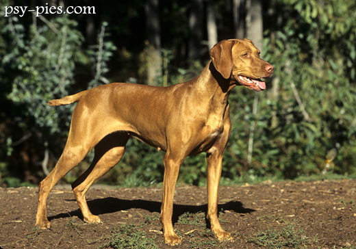 Vizsla w biegu