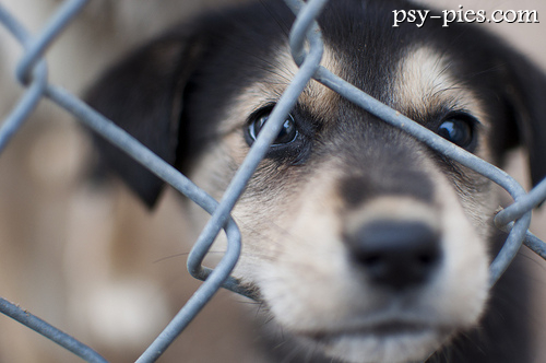 Szczeniak w schronisku czekający na adopcję