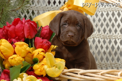Czekoladowy Labrador