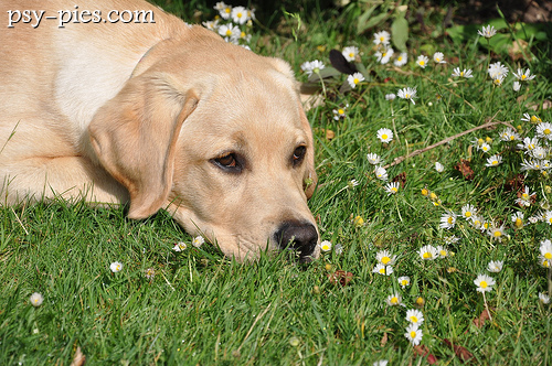 Labrador biszkoptowy