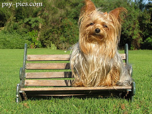 Yorkshire terrier