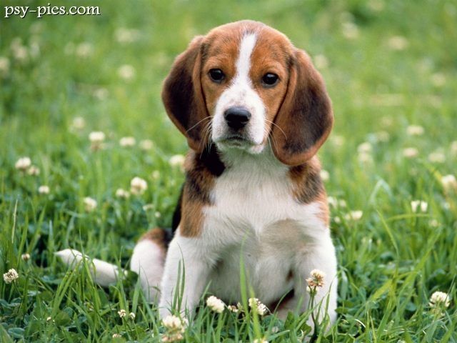 Szczenniak Beagle