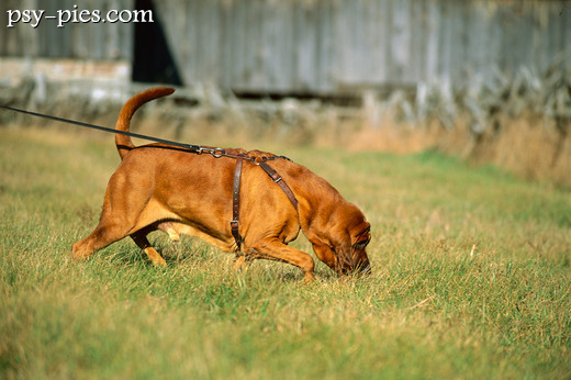 Bloodhound