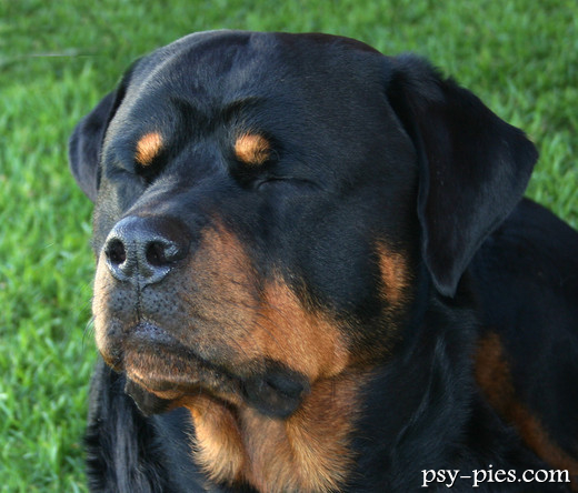 Rottweiler III miejsce