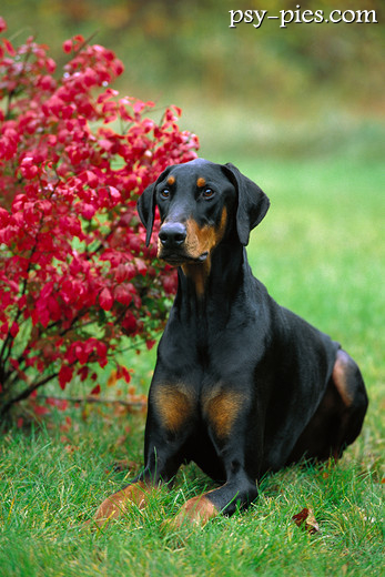 Doberman, szybki i czujny pies obronny