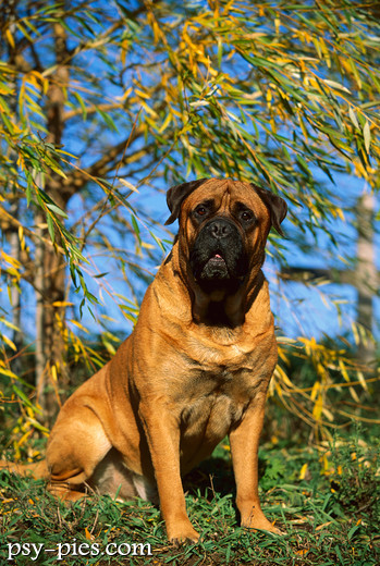 Bullmastiff, dawny pies gajowych